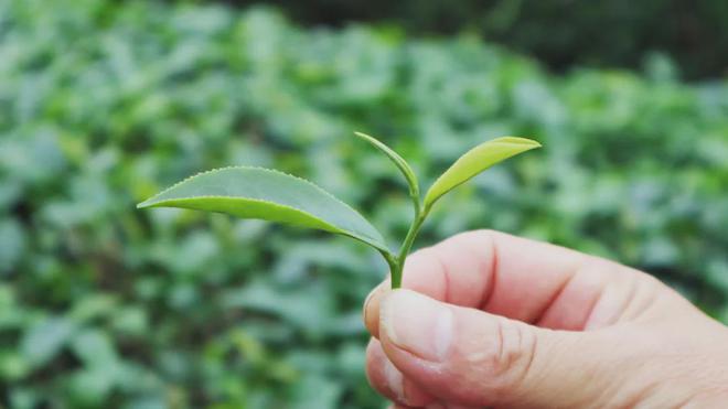 红乌龙茶加工技术团体标准发布AG真人游戏平台app廉江(图2)