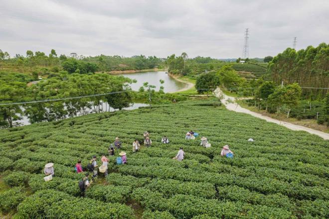 红乌龙茶加工技术团体标准发布AG真人游戏平台app廉江(图3)